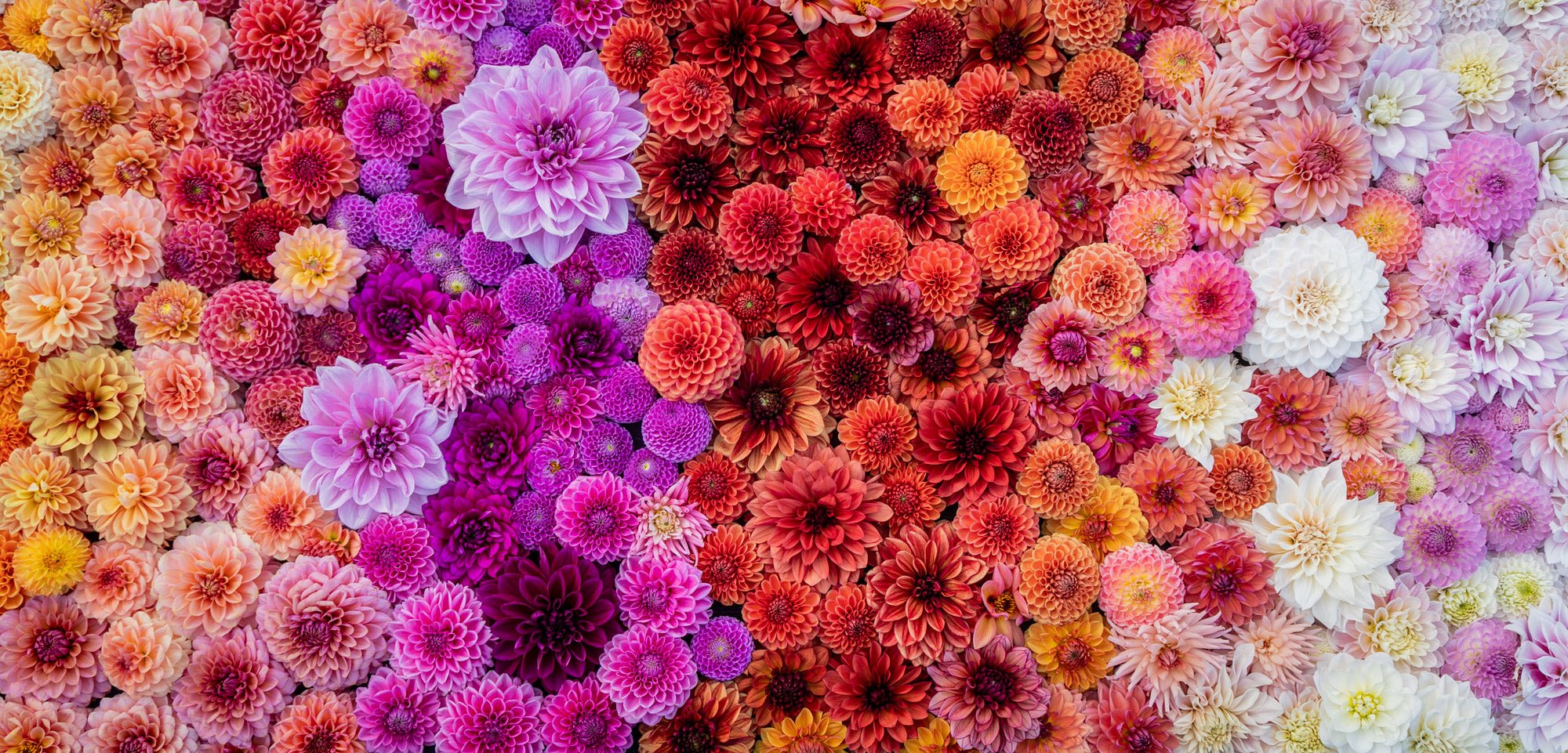 Dahlie - Bloomenwelt